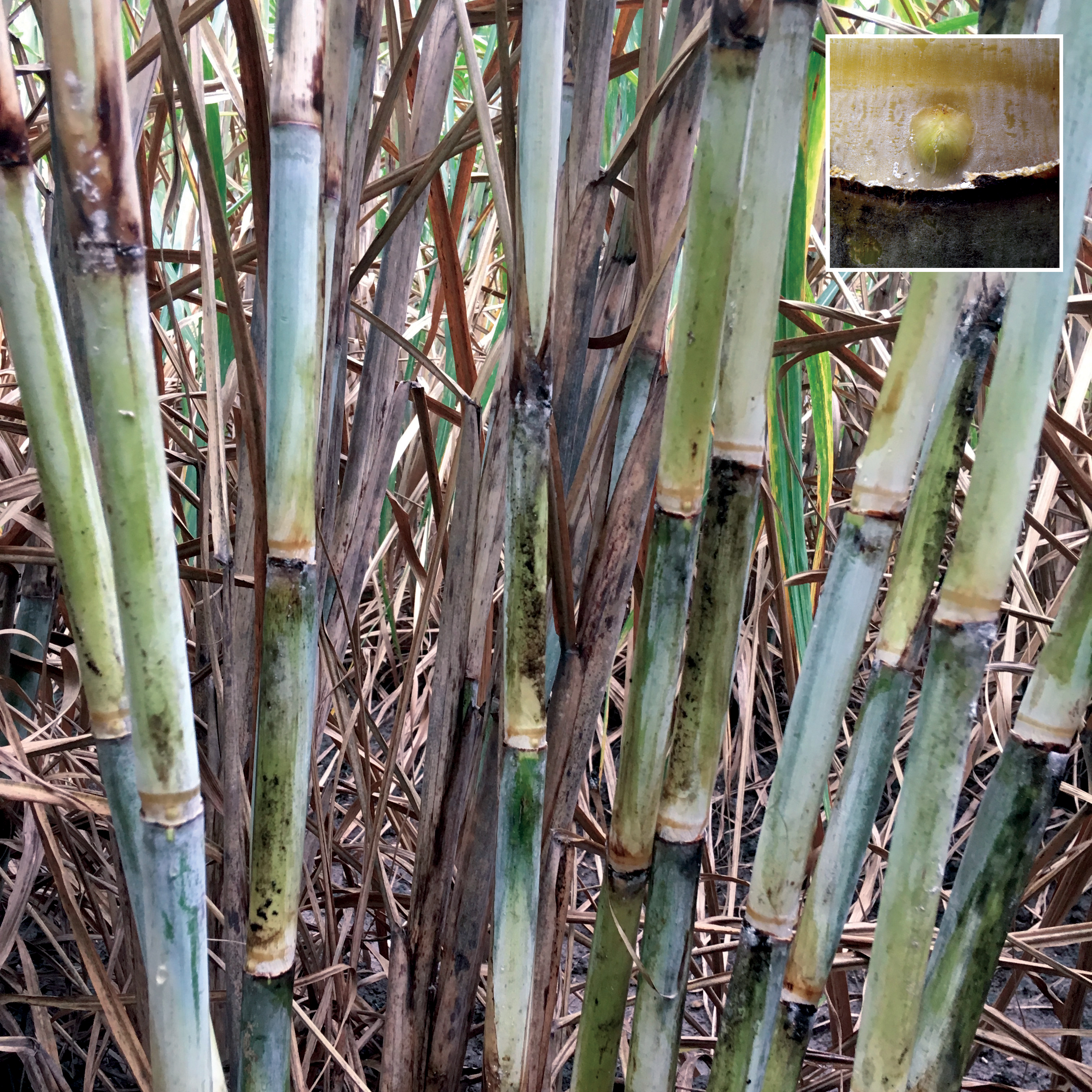 Stalk wax – Moderate to heavy wax. Black color may be sooty mold from fungal growth. Bud on the node is round and below the growth ring. Occasional slight bud groove on the internode.